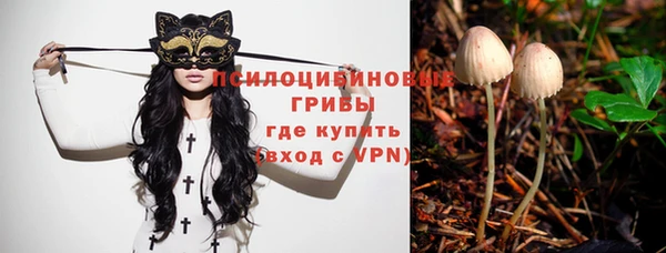 стаф Алзамай